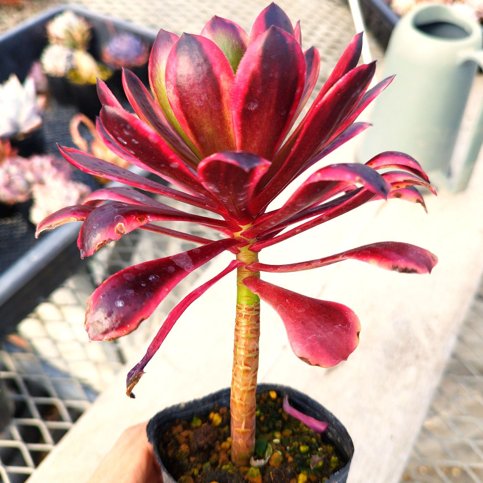 多肉植物 アエオニウム スーパーバン 抜き苗 - メルカリ