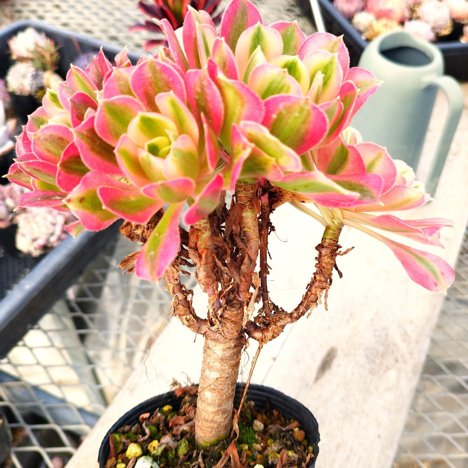 多肉植物 アエオニウム ピンクウィッチ 抜き苗 - メルカリ