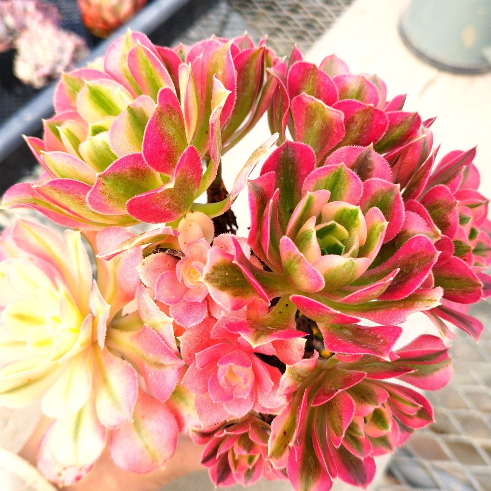 多肉植物 アエオニウム ピンクウィッチ 抜き苗 - メルカリ