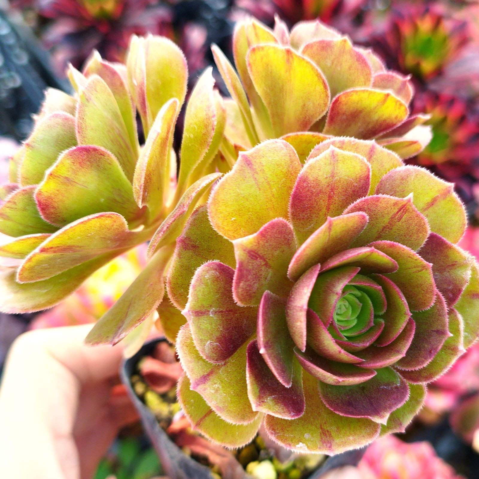 多肉植物 アエオニウム ハロウィン 抜き苗 - メルカリ