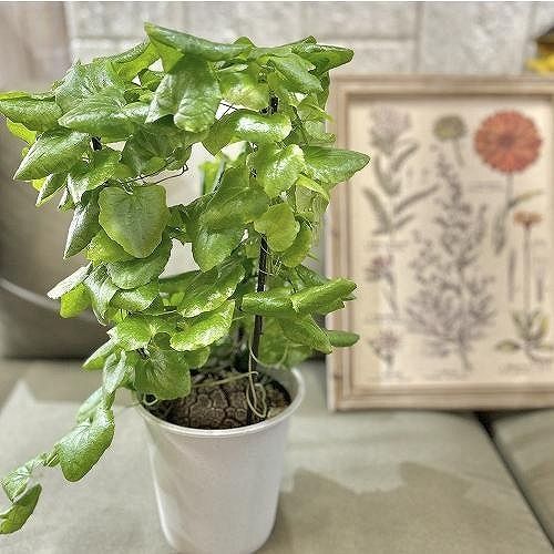 塊根植物 【A】亀甲竜(ディオスコレア エレファンティペス) 5年物 5号