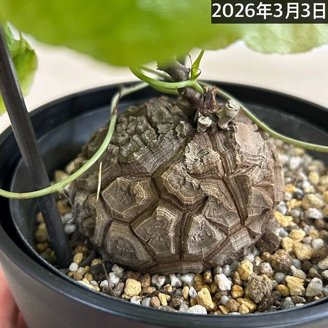 塊根植物 【A】亀甲竜(ディオスコレア エレファンティペス) 5年物 5号