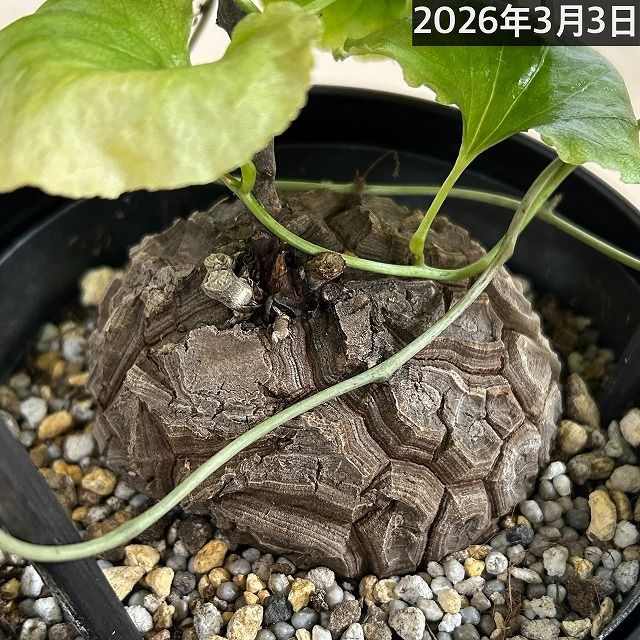塊根植物 【A】亀甲竜(ディオスコレア エレファンティペス) 5年物 5号