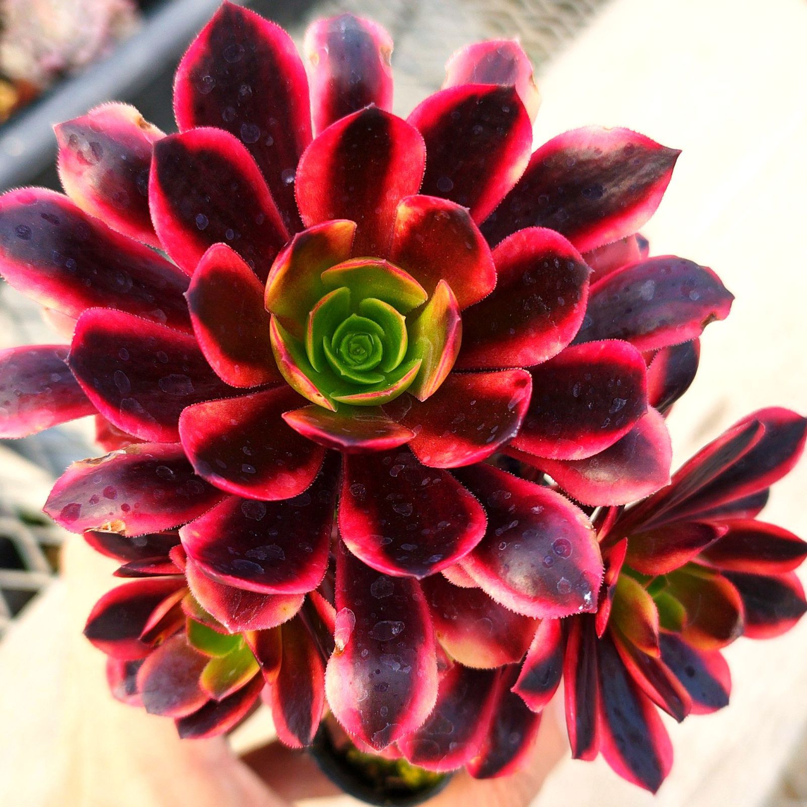 多肉植物 アエオニウム スーパーバン 抜き苗 - メルカリ