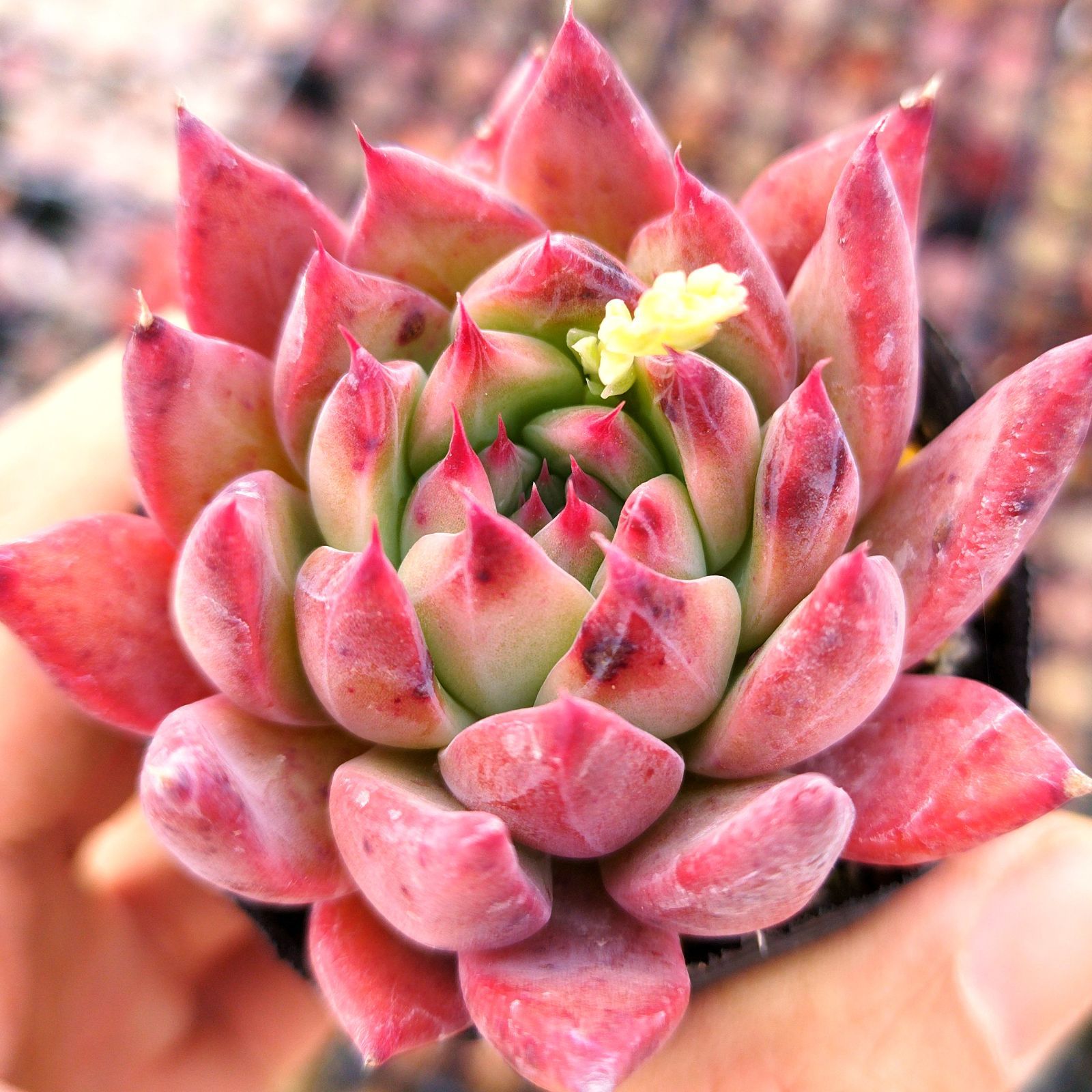 多肉植物 エケベリア コロラータ アテマハック 実生 抜き苗 - メルカリ