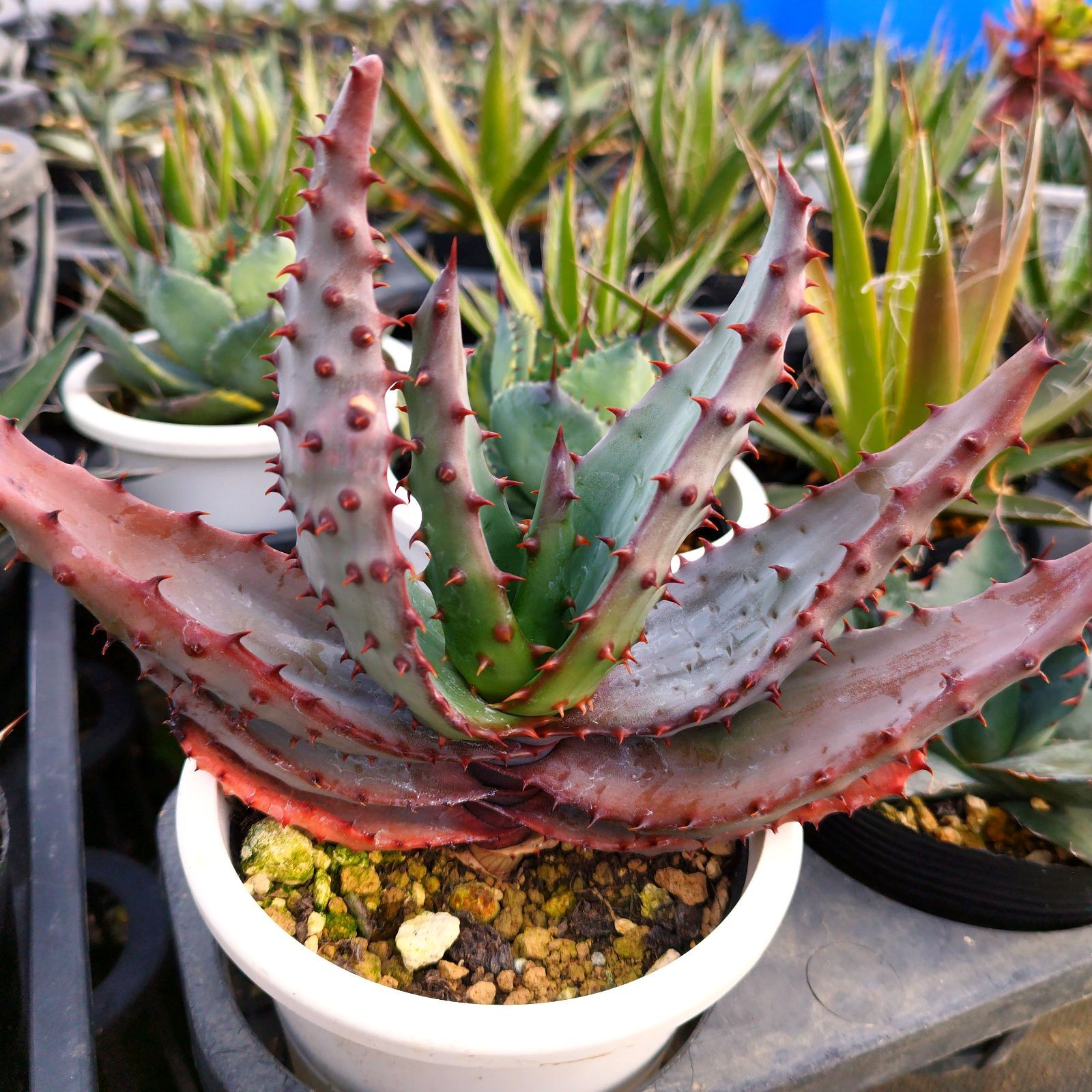 多肉植物 アロエ マルロシー 実生 抜き苗 - メルカリ