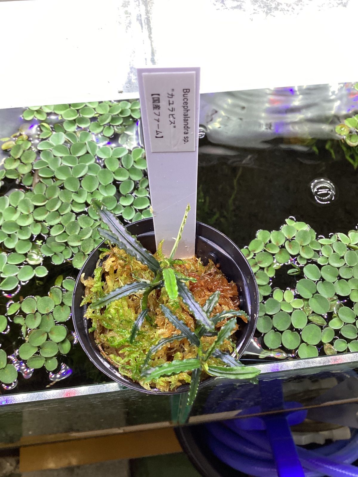 ブセファランドラ sp. カユラピス - メルカリ