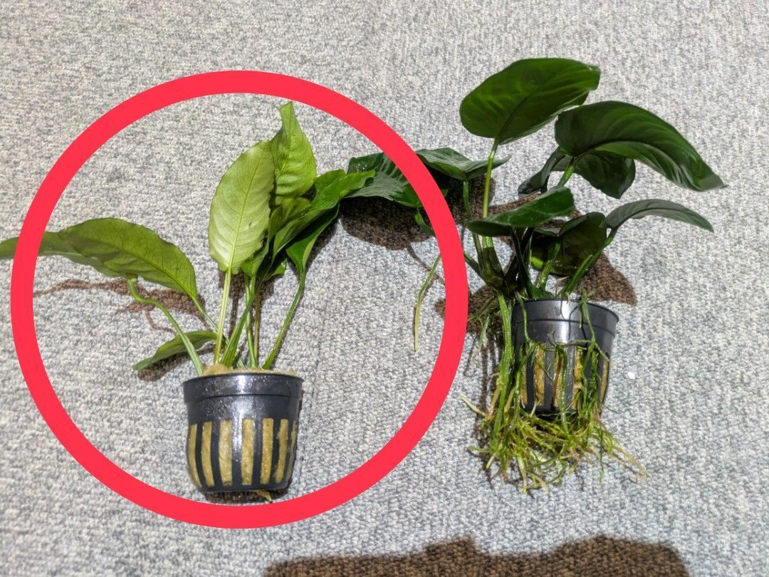 お試し価格！】アヌビアス バルテリー 2株 SSサイズ - メルカリ