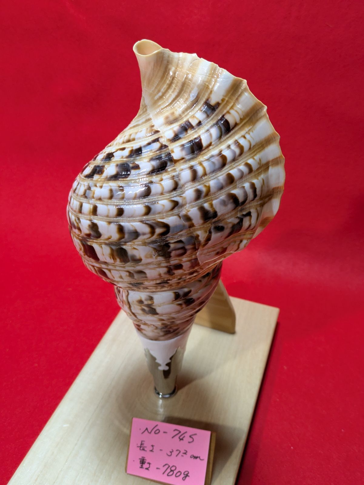 NO−74.S 法螺貝、金具入り、ほら貝、ホラ貝、修験道、和楽器、当山派