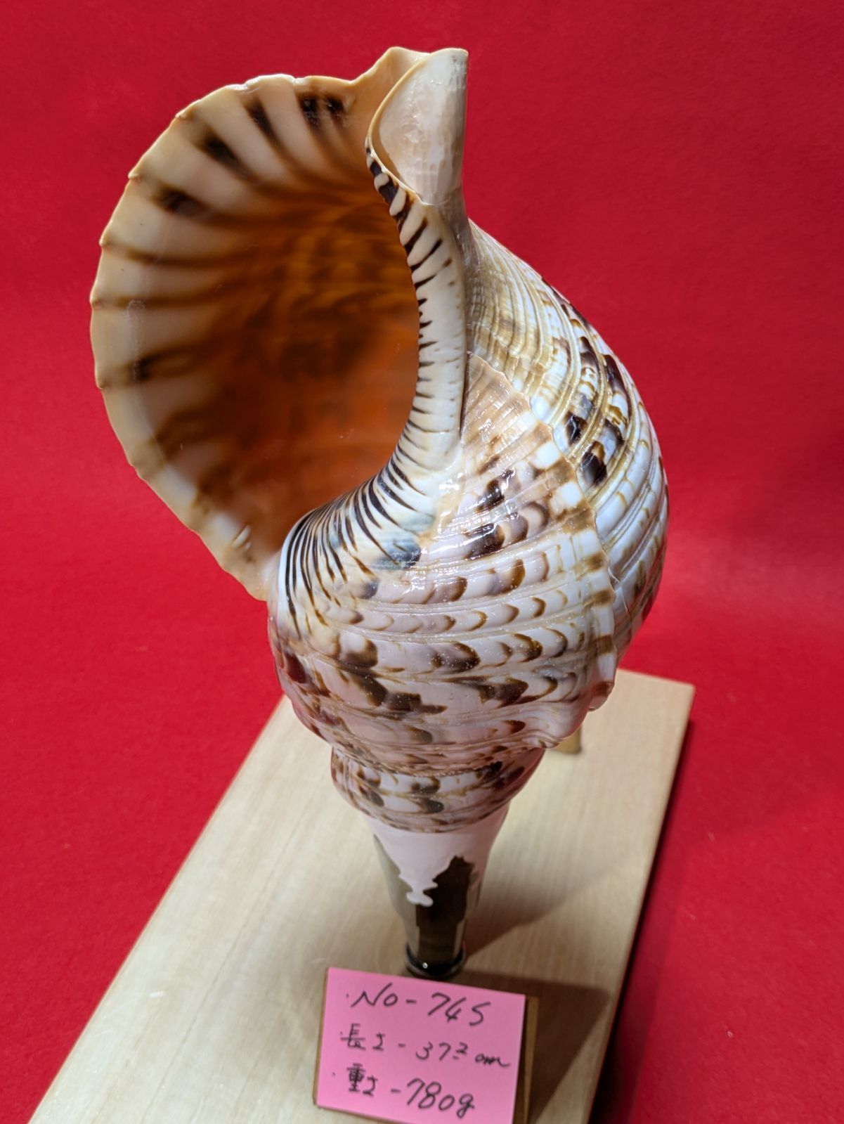 NO−74.S 法螺貝、金具入り、ほら貝、ホラ貝、修験道、和楽器、当山派