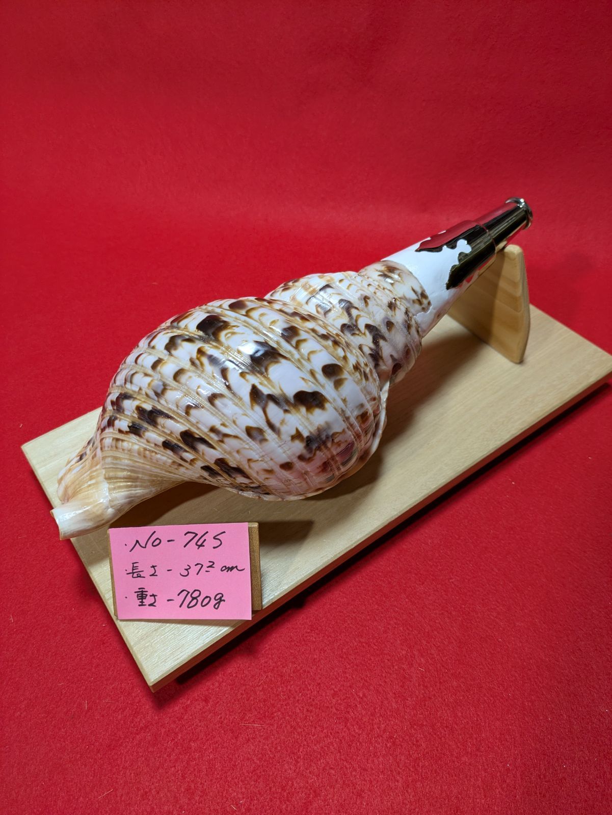 NO−74.S 法螺貝、金具入り、ほら貝、ホラ貝、修験道、和楽器、当山派