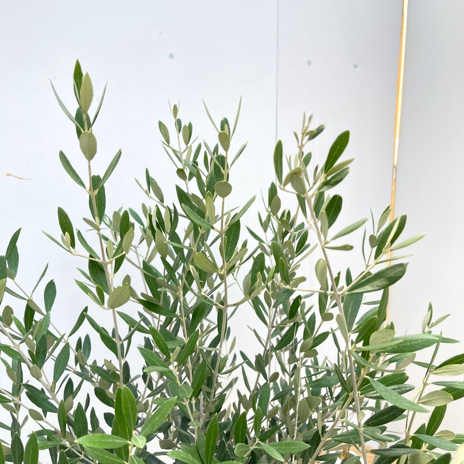 オリーブ ミッション 22【現品】観葉植物 大型 創樹 SOUJU 8号 - メルカリ