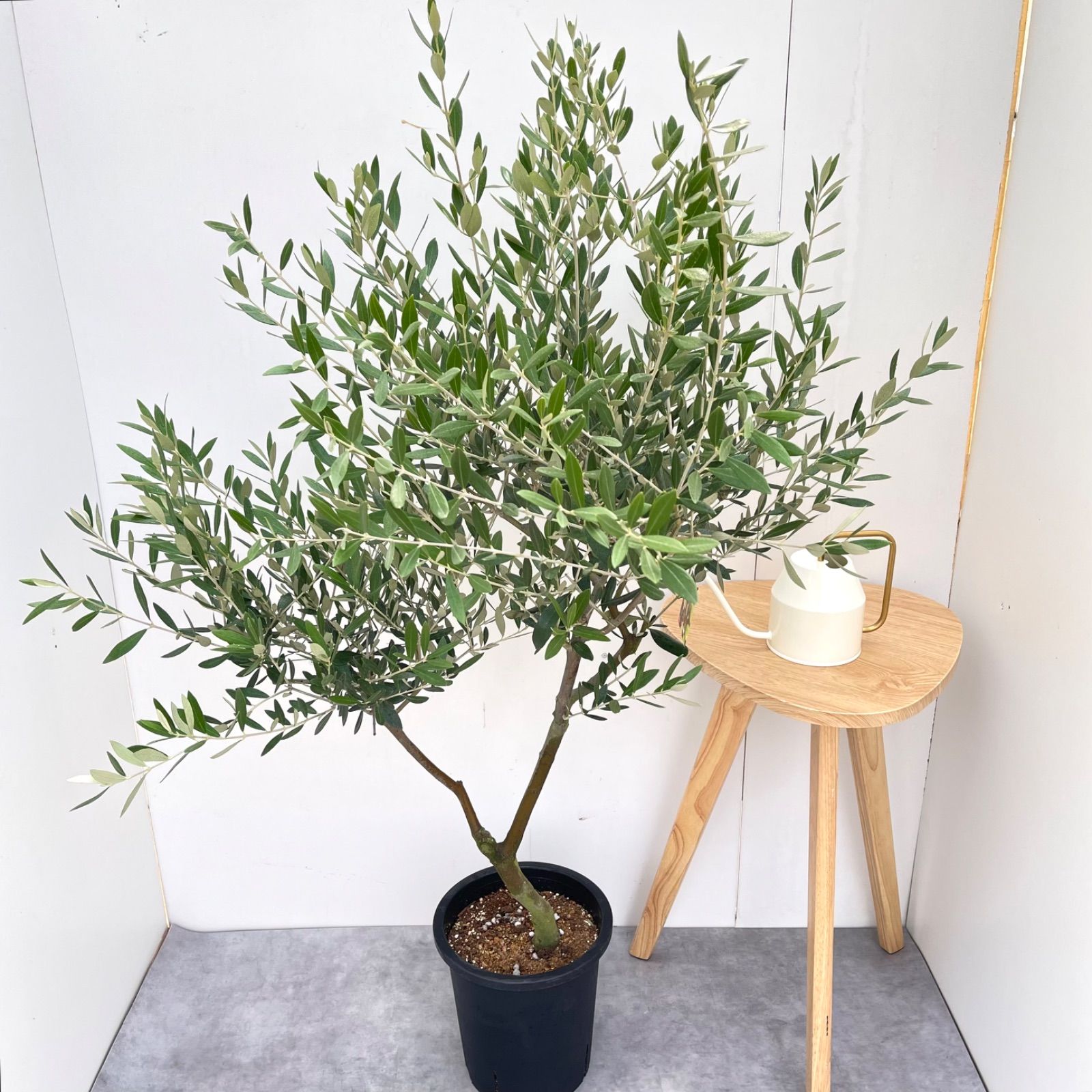 オリーブ ミッション 22【現品】観葉植物 大型 創樹 SOUJU 8号 - メルカリ