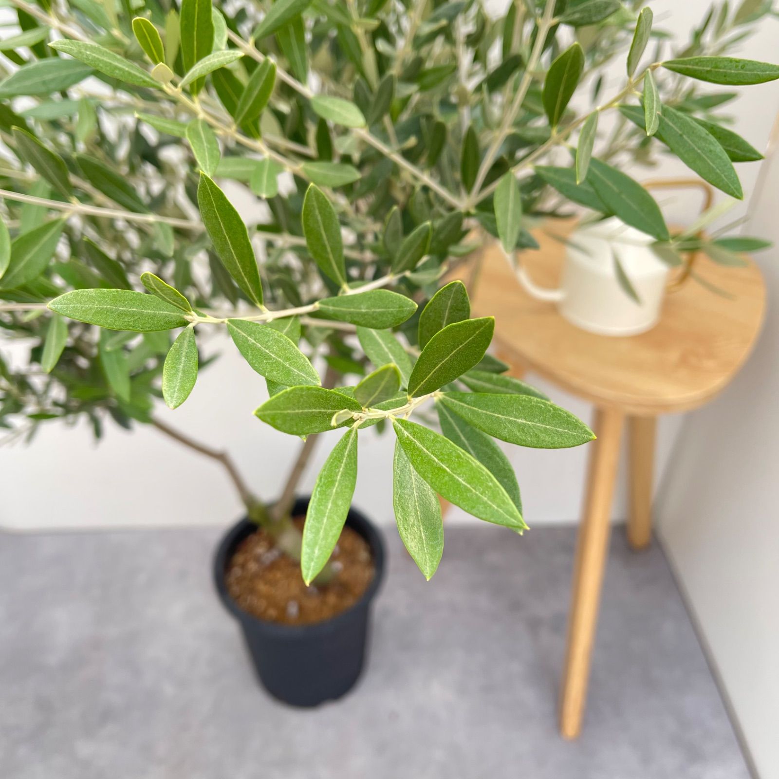 オリーブ ミッション 22【現品】観葉植物 大型 創樹 SOUJU 8号 - メルカリ