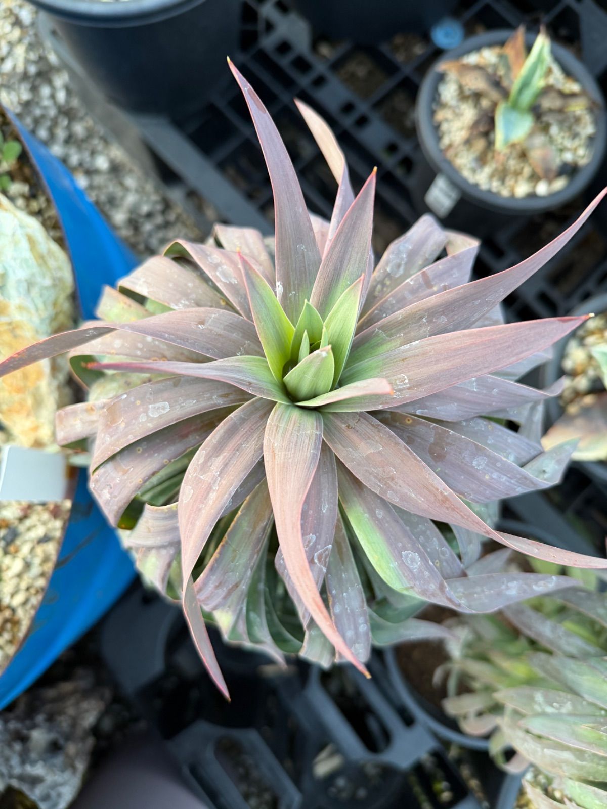 ユッカ 観葉植物　美株 ユッカ 観葉植物 美株 【公式通販】
