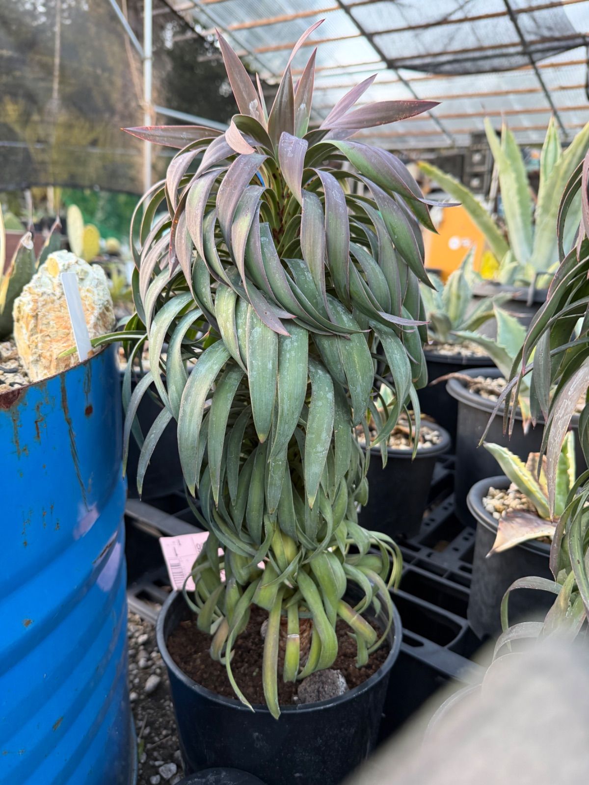 ユッカ デスメティアーナ 7号 美株 - メルカリ