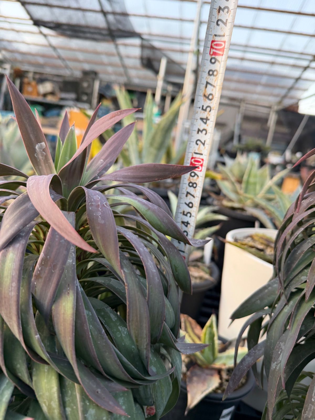 ユッカ デスメティアーナ 7号 美株 - メルカリ