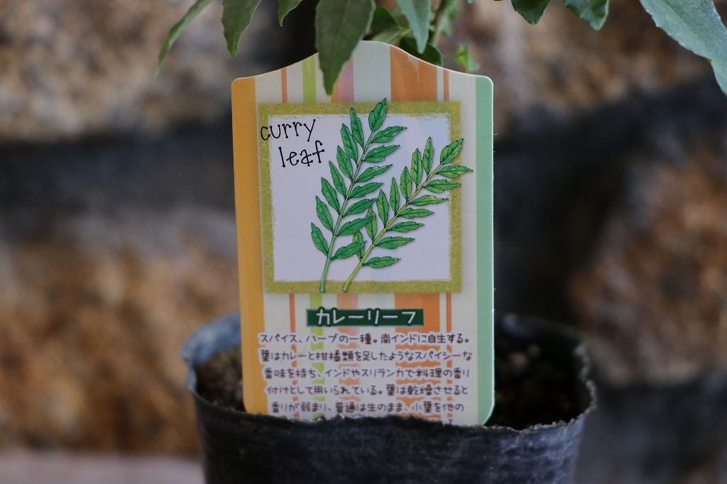 カレーリーフ 3〜3.5号ポット苗 【1株販売】 ハーブ 寄せ植え 鉢植え