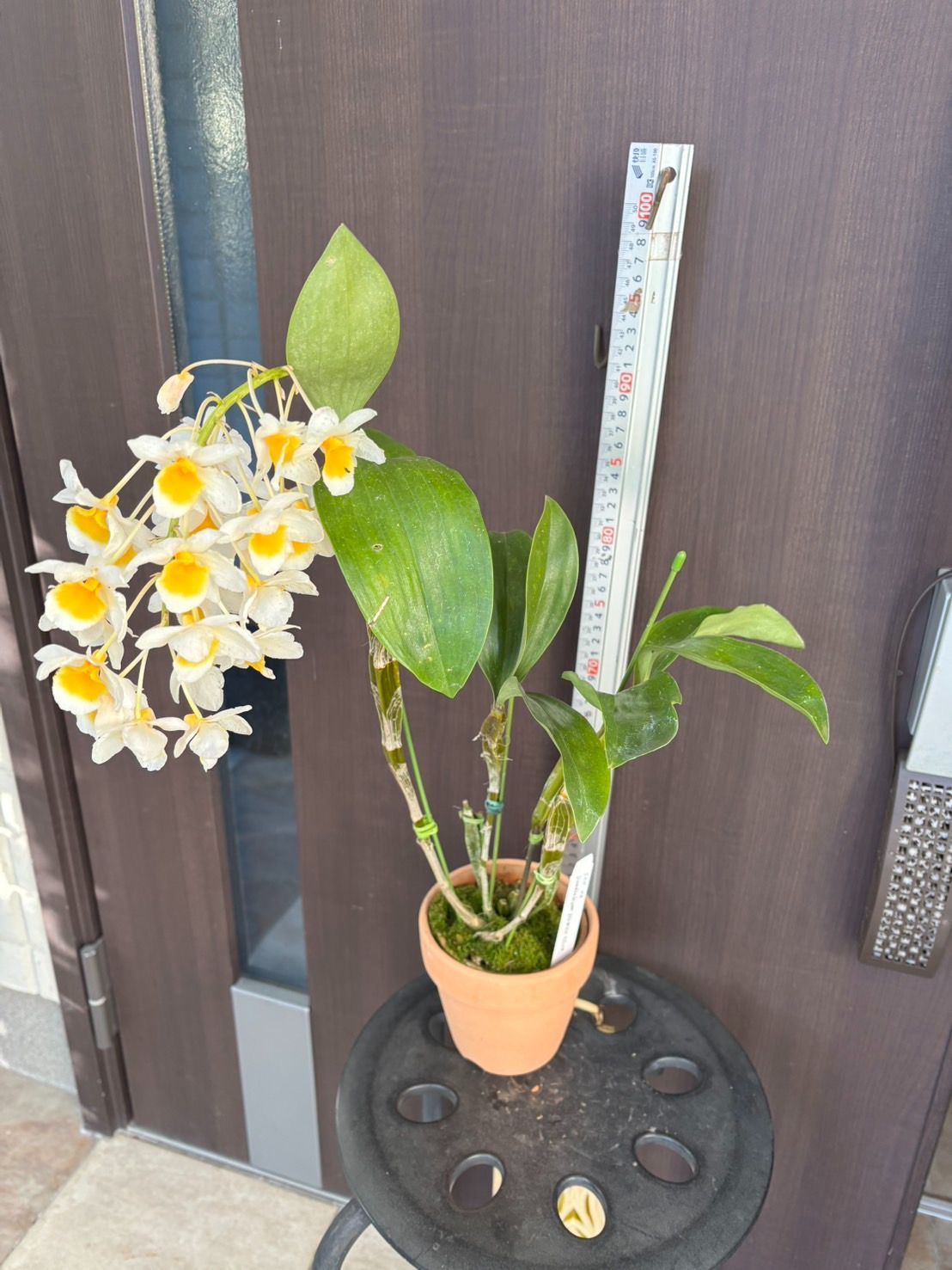 洋蘭 Den. farmeri album 開花 SOH-144 デンドロビウム ファーメリ