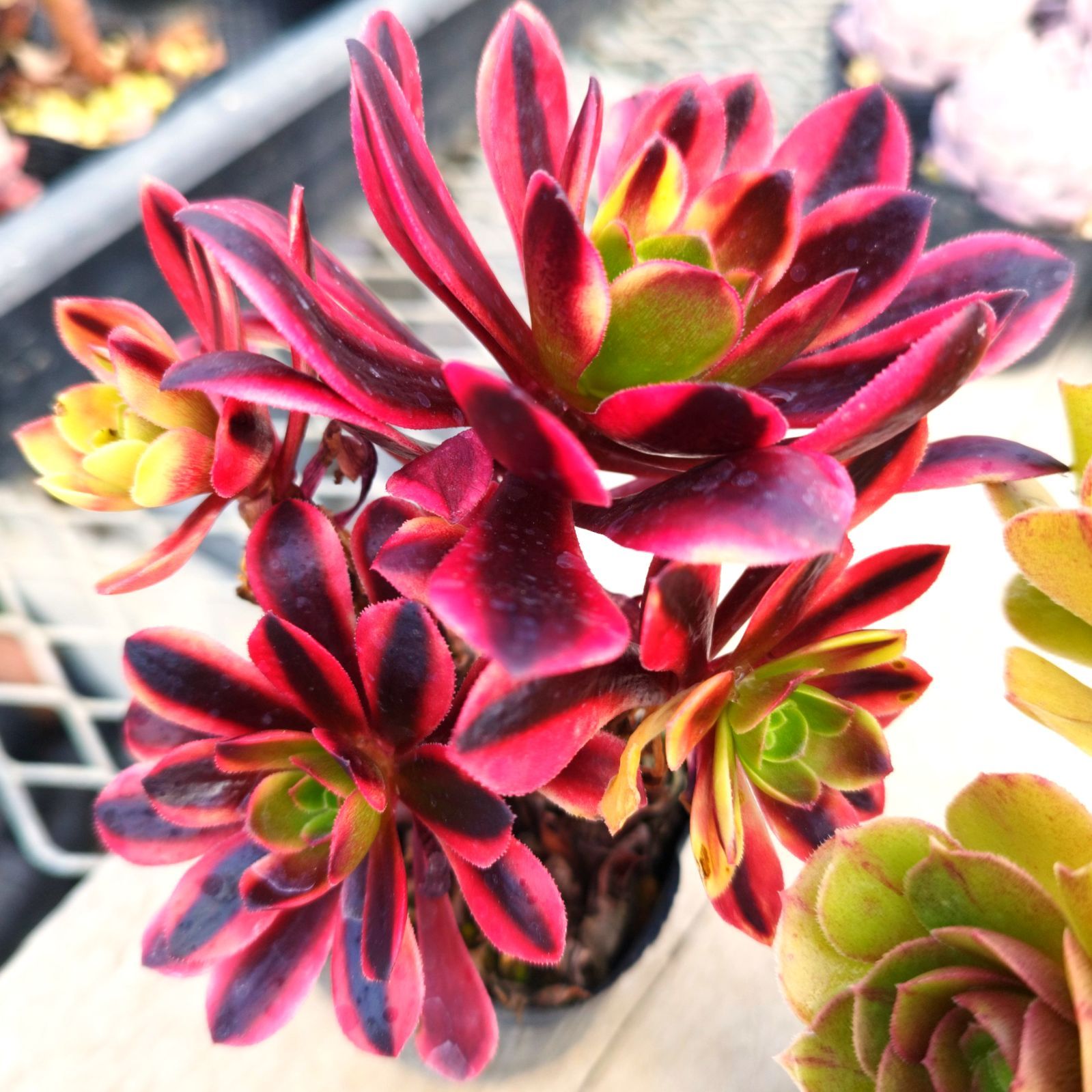 wani様専用 - メルカリ