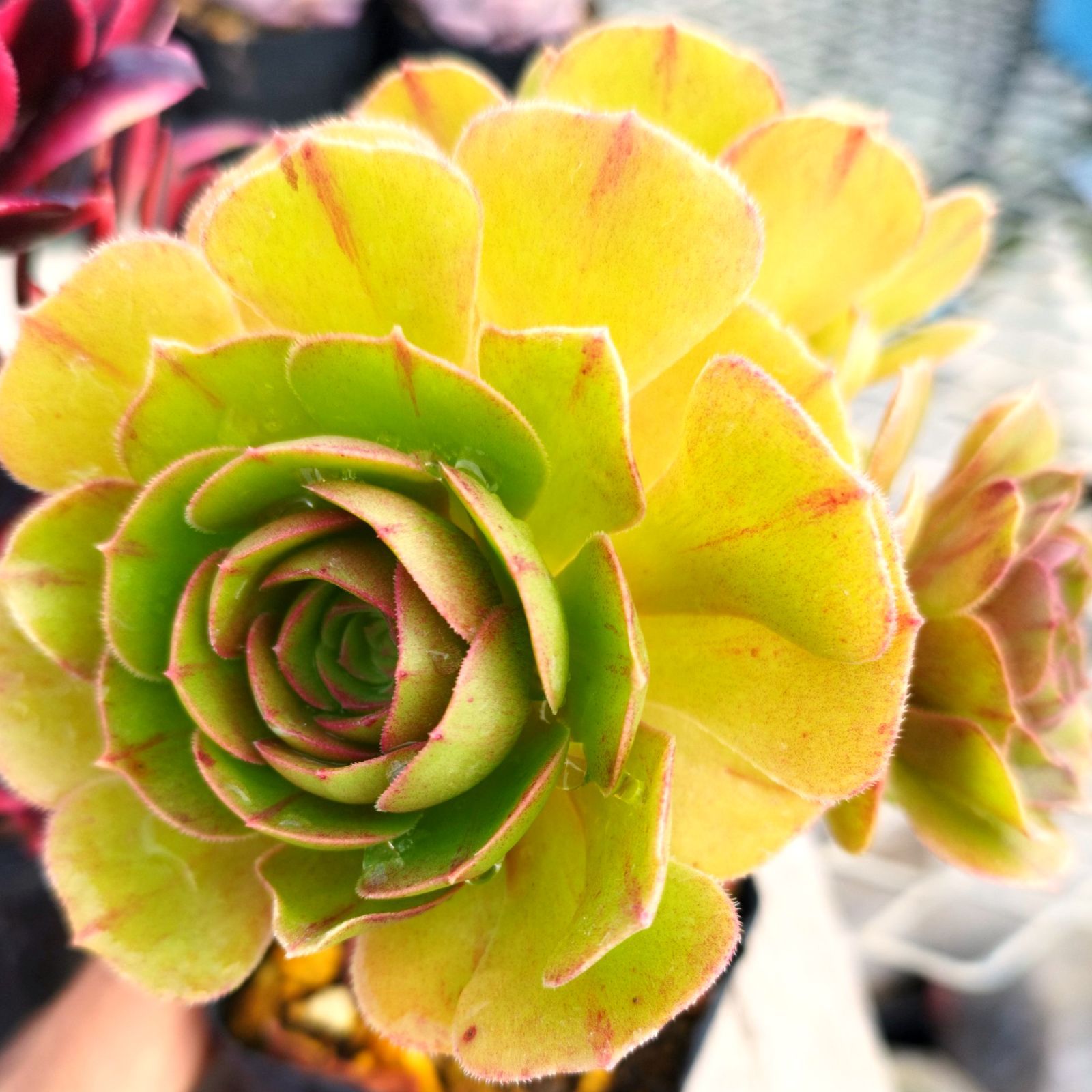 wani様専用 - メルカリ