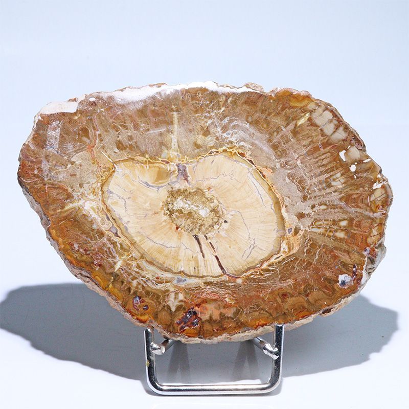 D468-5〕珪化木（ペトリファイドウッド） スライス原石 ～悠久の年輪