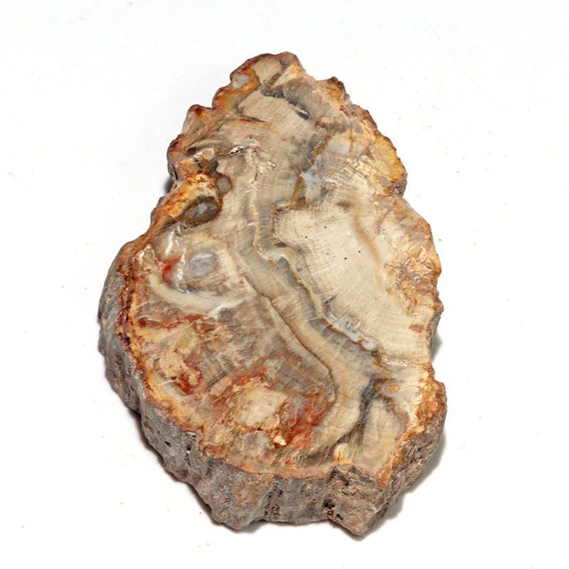 D468-12〕珪化木（ペトリファイドウッド） スライス原石 ～悠久の年輪