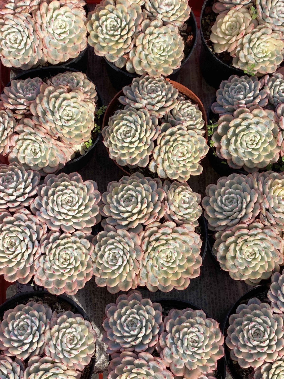 新入荷 18株の抜き苗セット ヒメレンニシキグン 多肉植物 佐川急便発送