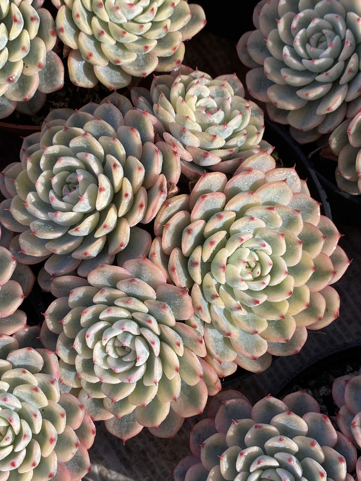 新入荷 18株の抜き苗セット ヒメレンニシキグン 多肉植物 佐川急便発送