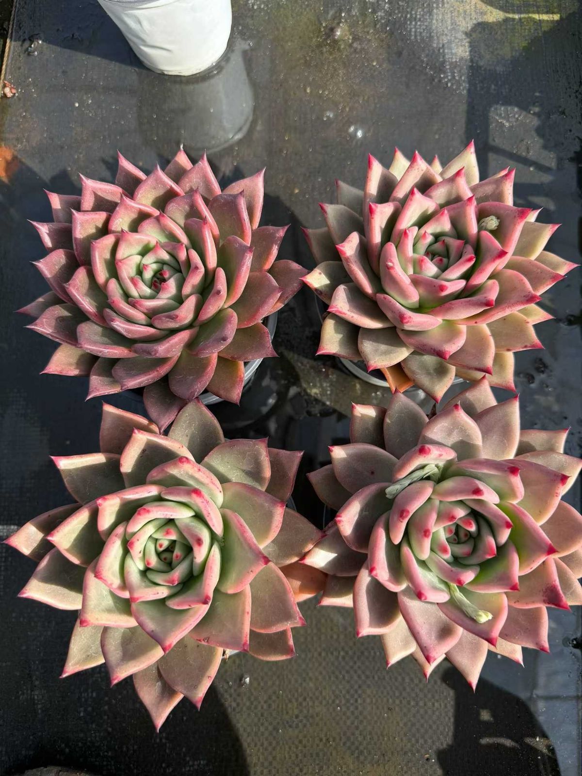 新入荷 24株の抜き苗セット コウガン 多肉植物 佐川急便発送