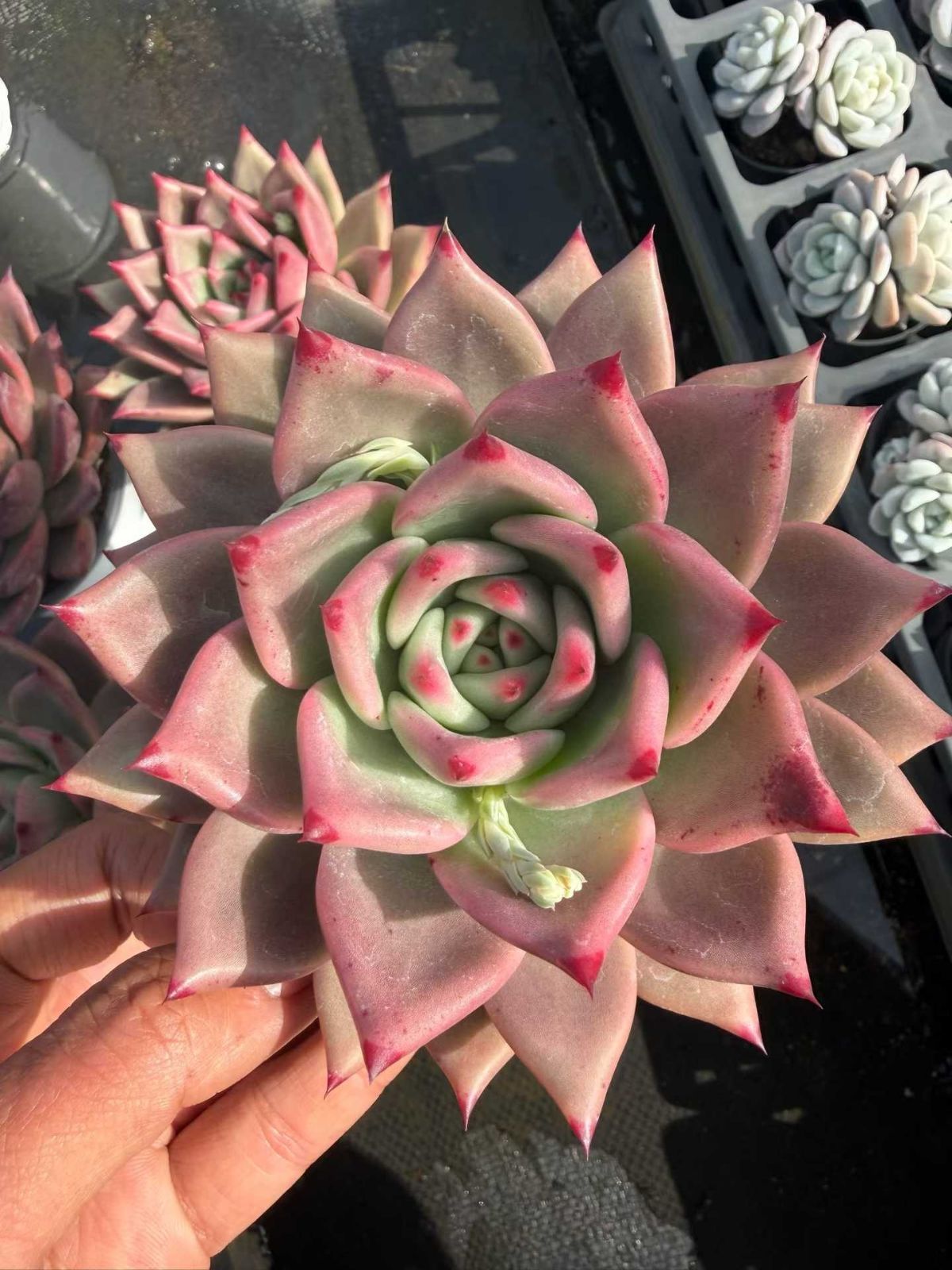 新入荷 24株の抜き苗セット コウガン 多肉植物 佐川急便発送