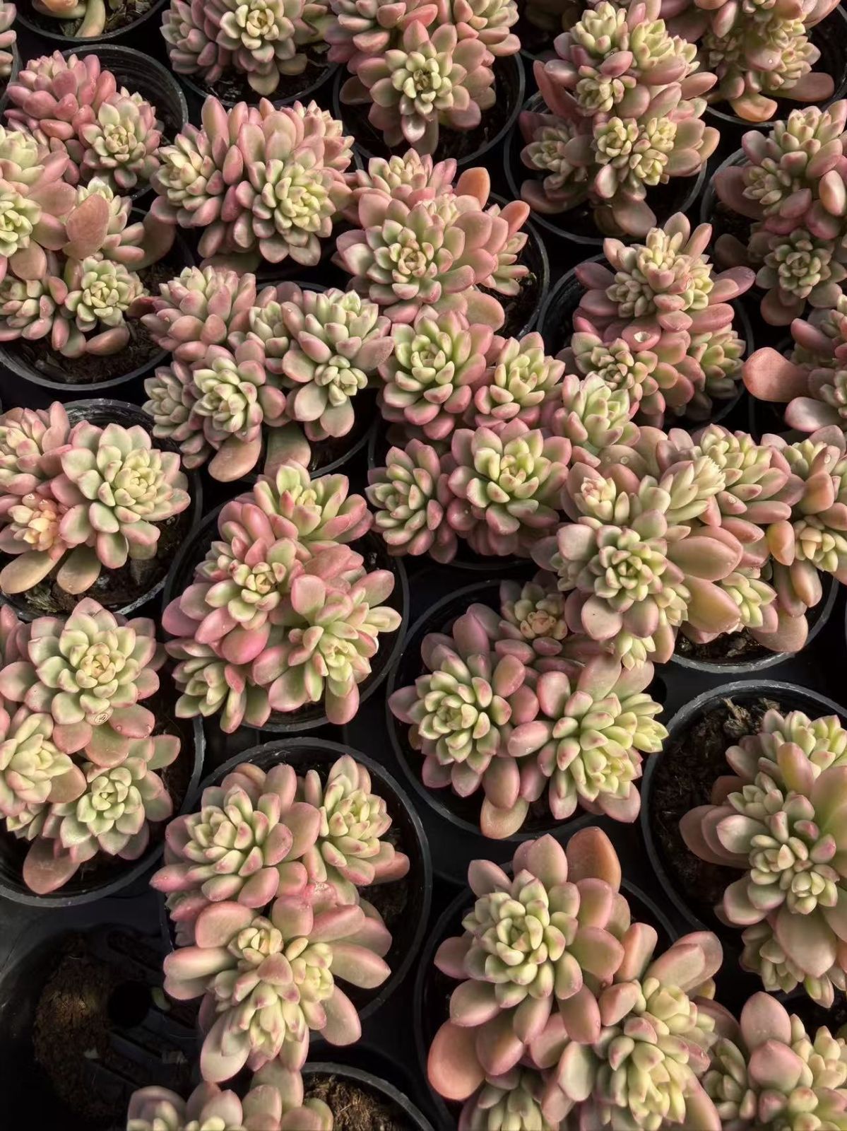 新入荷 50株の抜き苗セット タロックニシキ 多肉植物 佐川急便発送