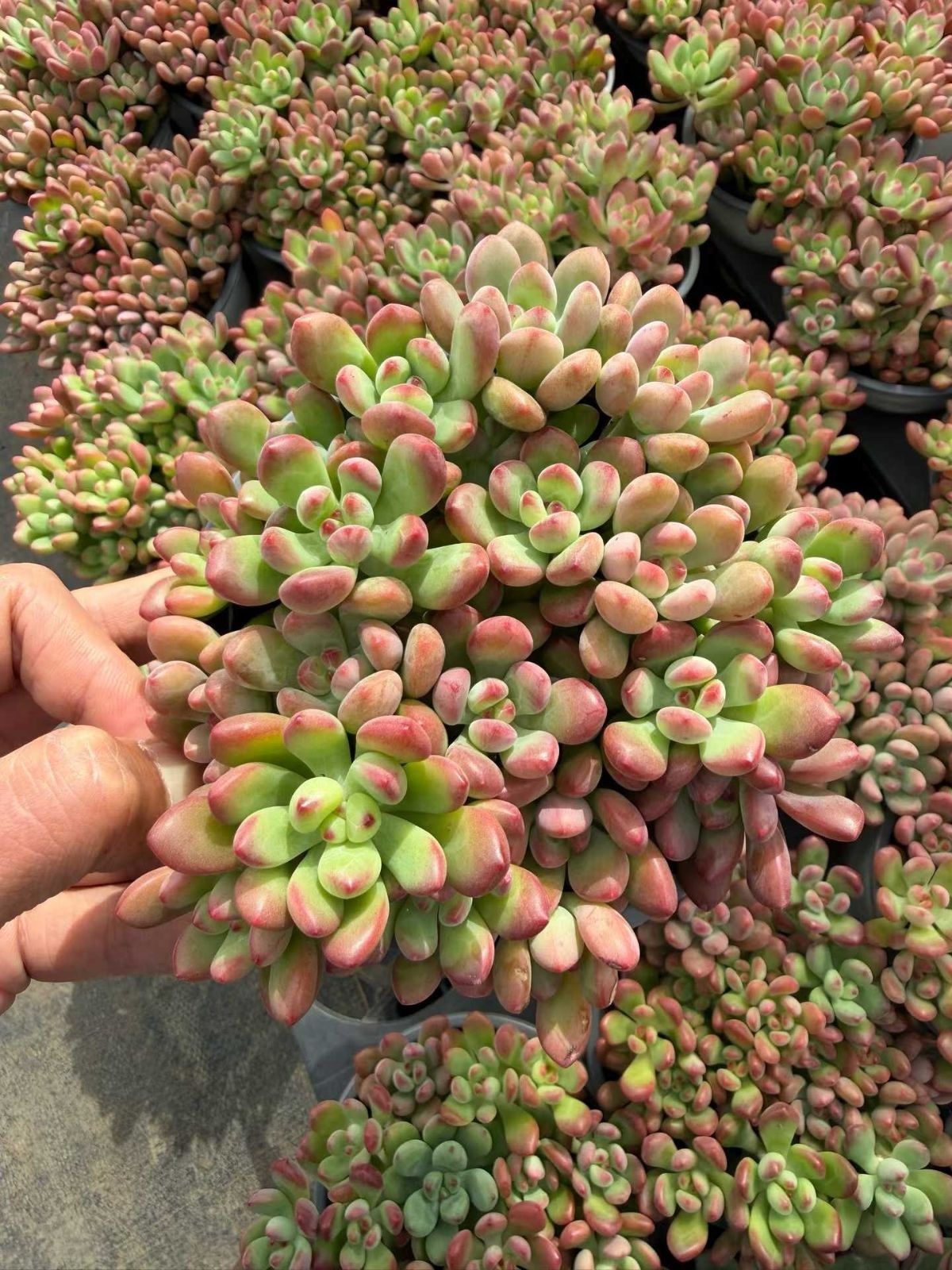 新入荷 15株の抜き苗セット トムキャット 多肉植物 佐川急便発送