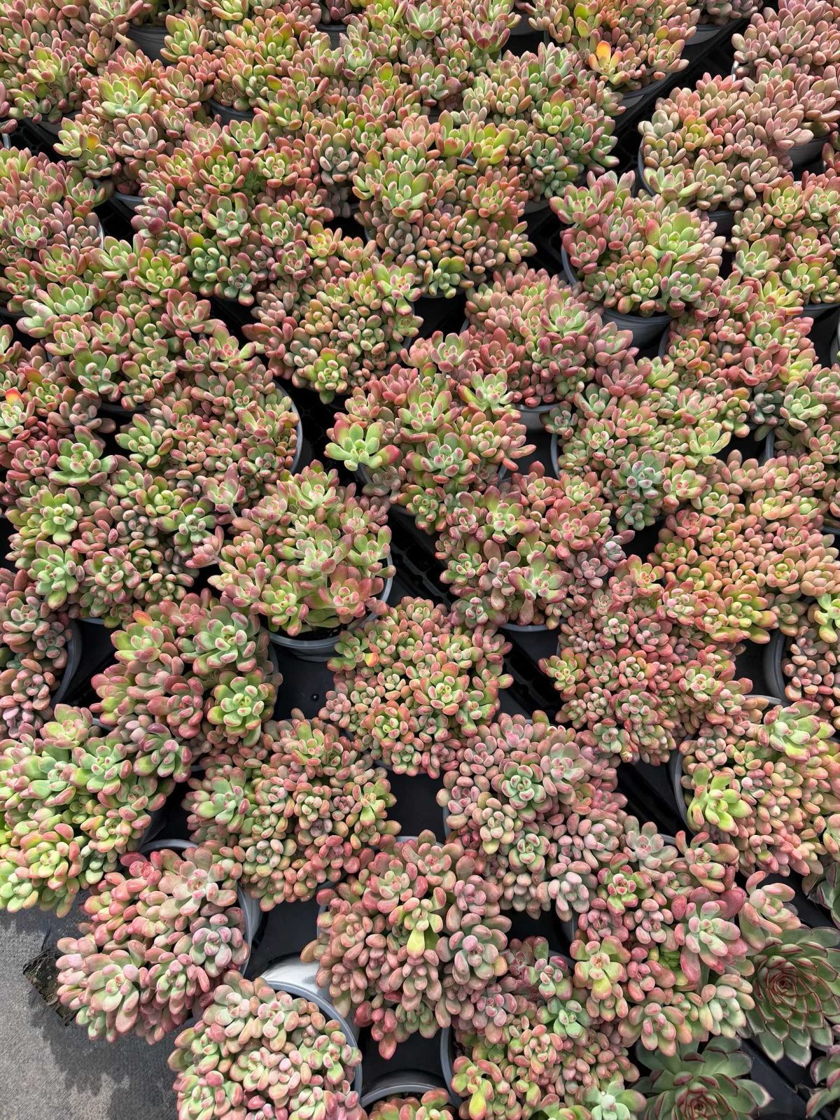 新入荷 15株の抜き苗セット トムキャット 多肉植物 佐川急便発送