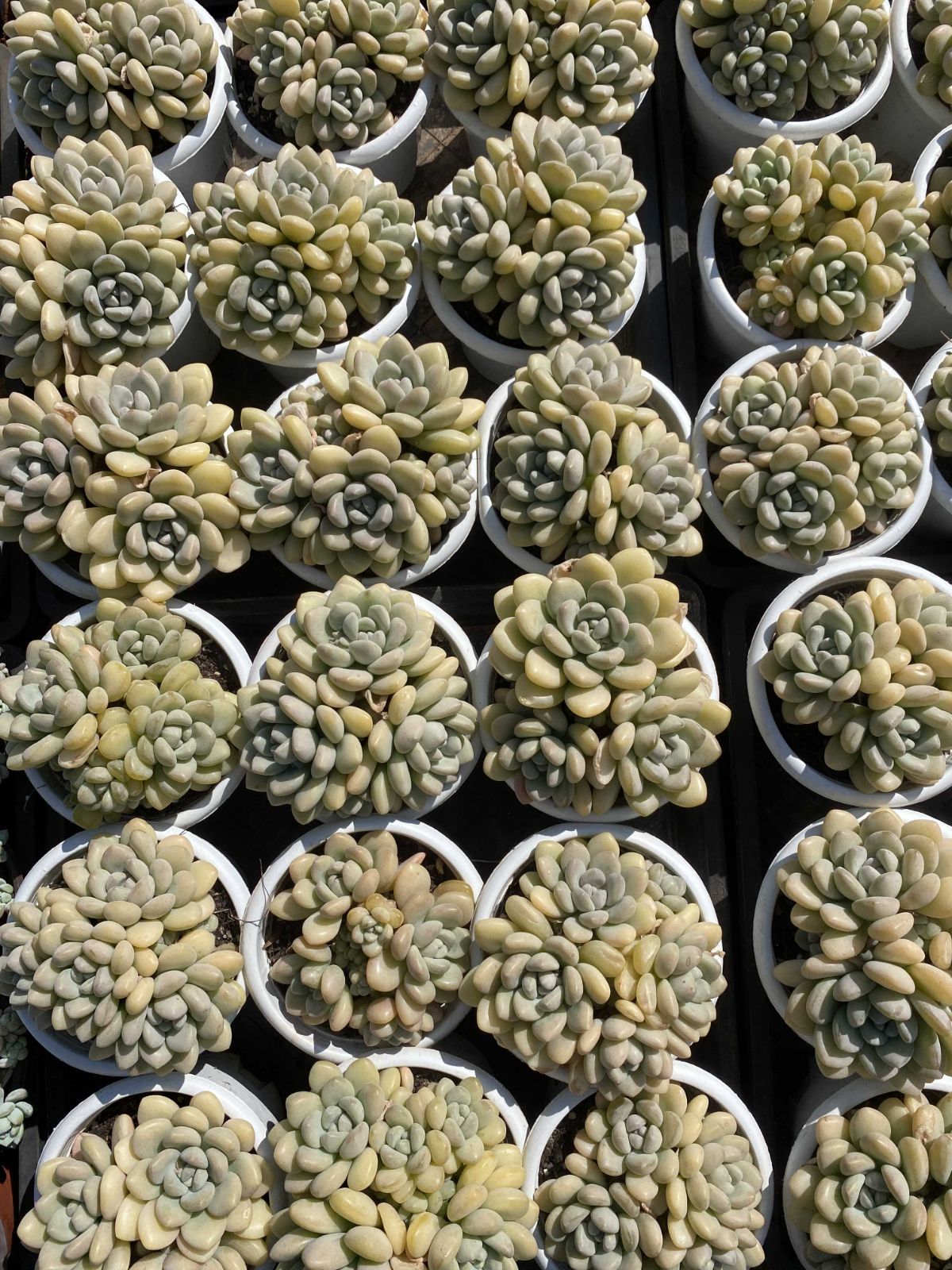 新入荷 8株の抜き苗セット バブルガム 多肉植物 佐川急便発送
