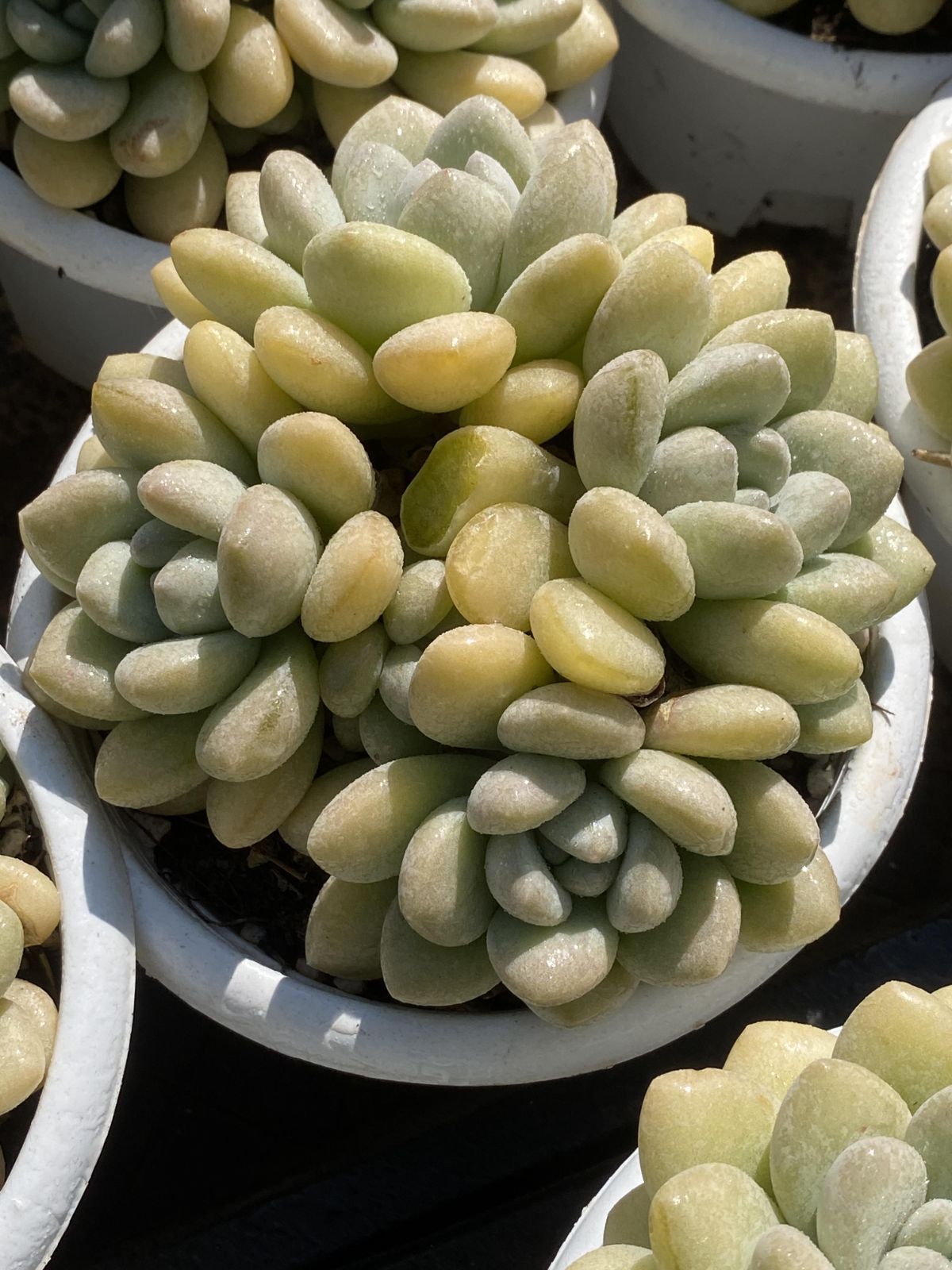 新入荷 8株の抜き苗セット バブルガム 多肉植物 佐川急便発送
