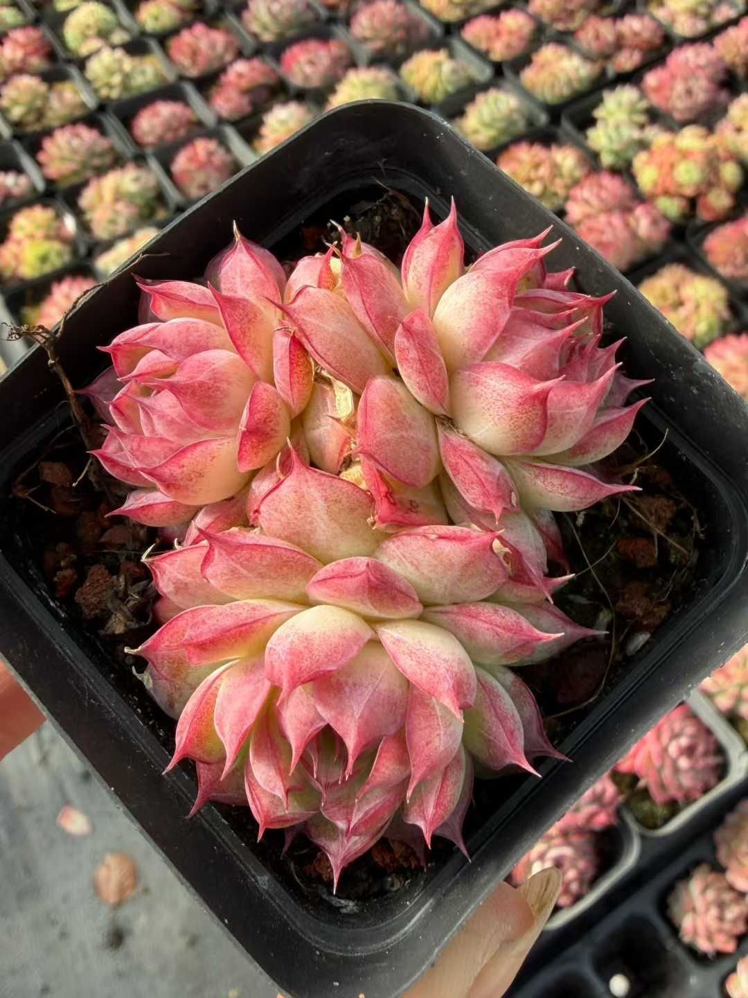 新入荷 54株の抜き苗セット アイラッシュクイーン 多肉植物 佐川急便 