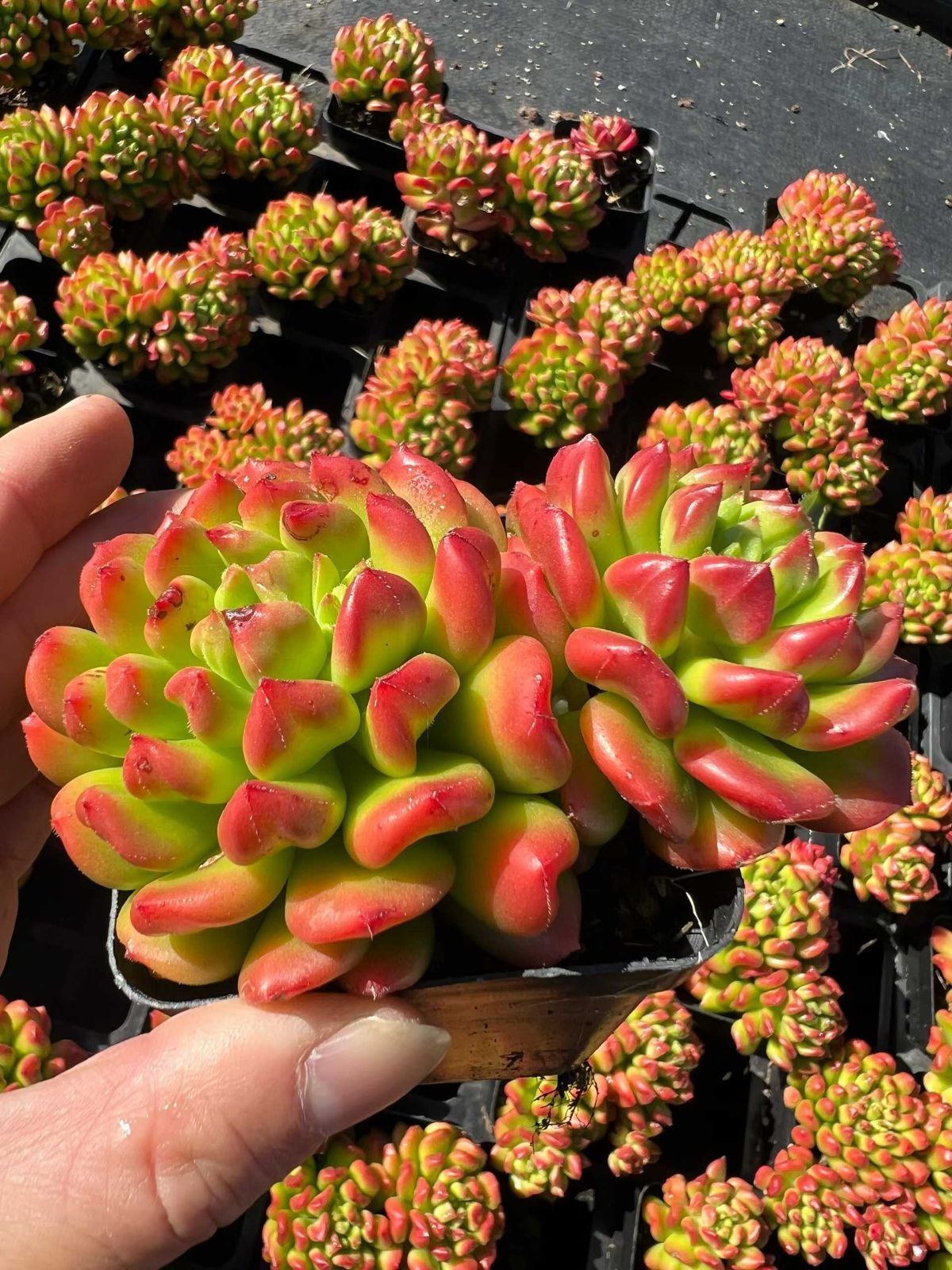 新入荷 54株の抜き苗セット リトルランタン 多肉植物 佐川急便発送