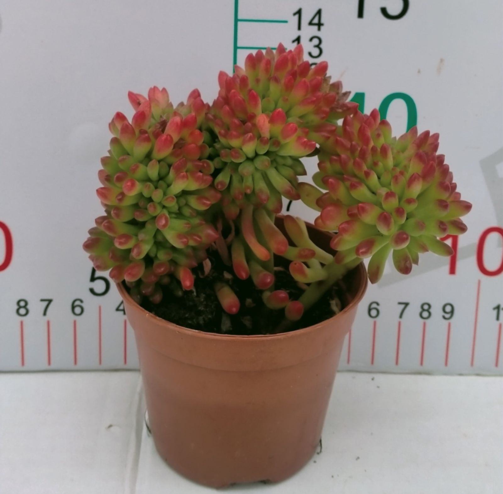 新入荷 18株の抜き苗セット シュンホウツイカ 多肉植物 佐川急便発送