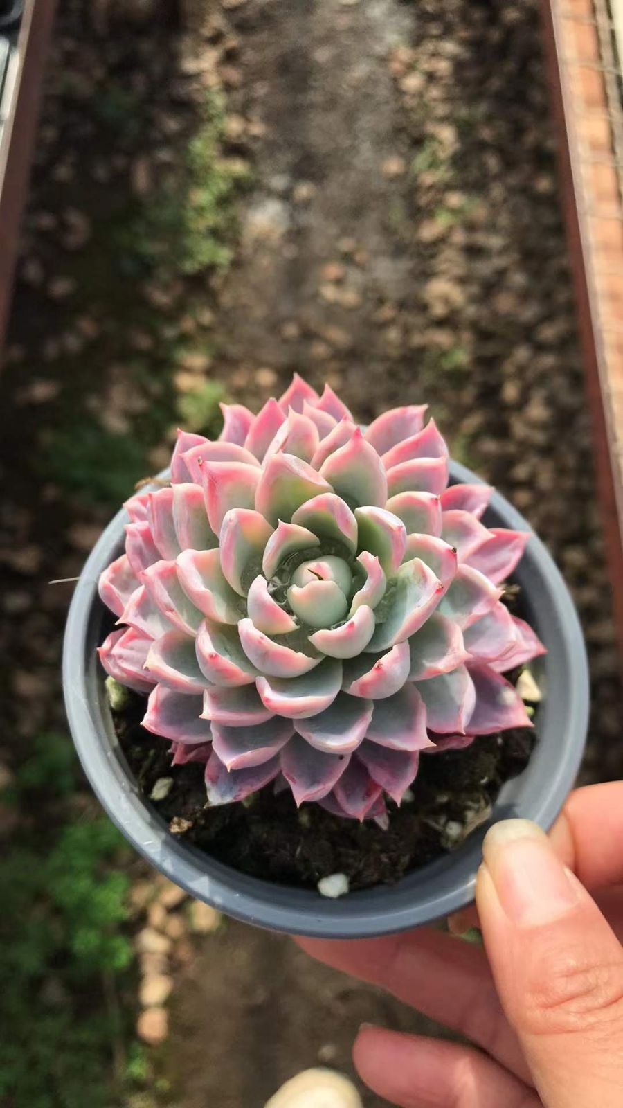 発売中 スミレニシキ 18株セット 抜き苗 美苗 エケベリア 多肉植物