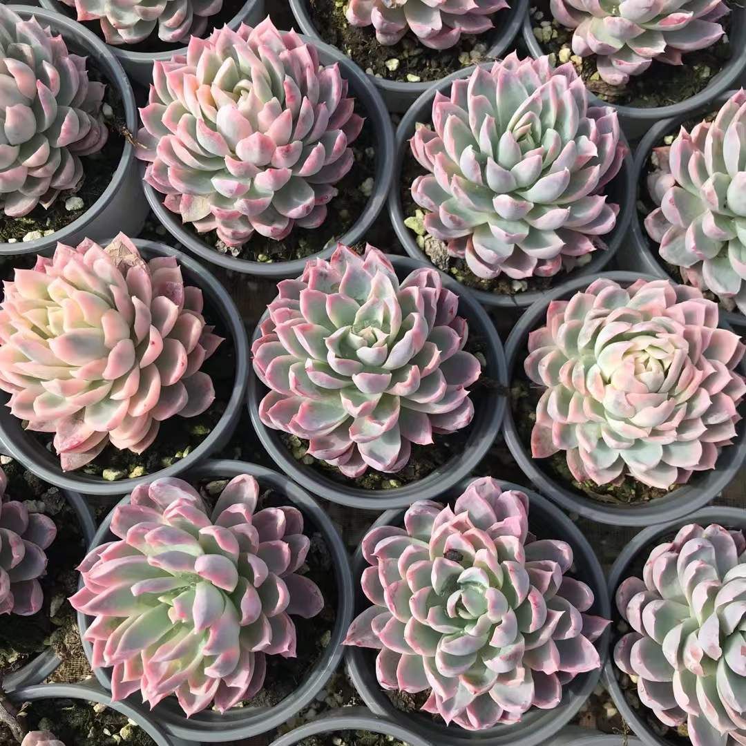 発売中 スミレニシキ 18株セット 抜き苗 美苗 エケベリア 多肉植物