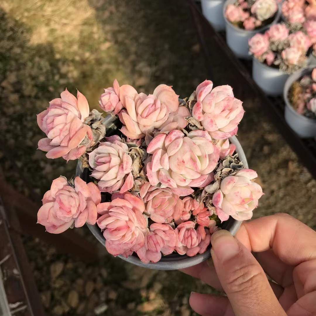 発売中 ローズアイス 18株セット 抜き苗 美苗 エケベリア 多肉植物