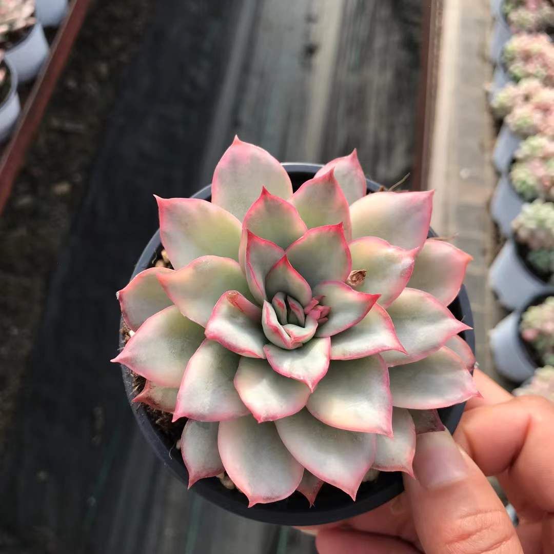 発売中 ムーンゴッドデスニシキ 18株セット 抜き苗 美苗 エケベリア