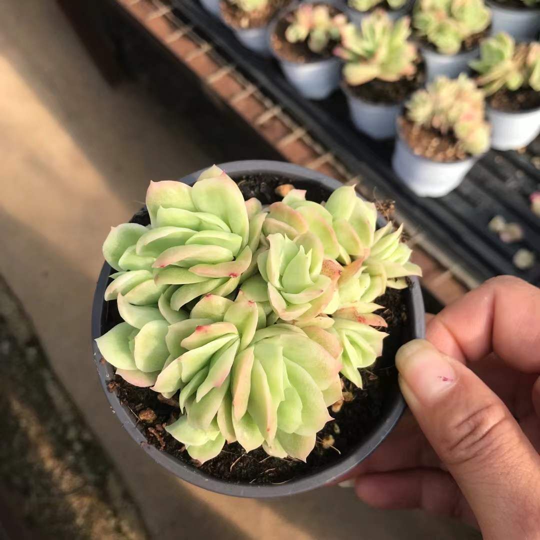 発売中 アイスローズニシキ 18株セット 抜き苗 美苗 エケベリア 多肉