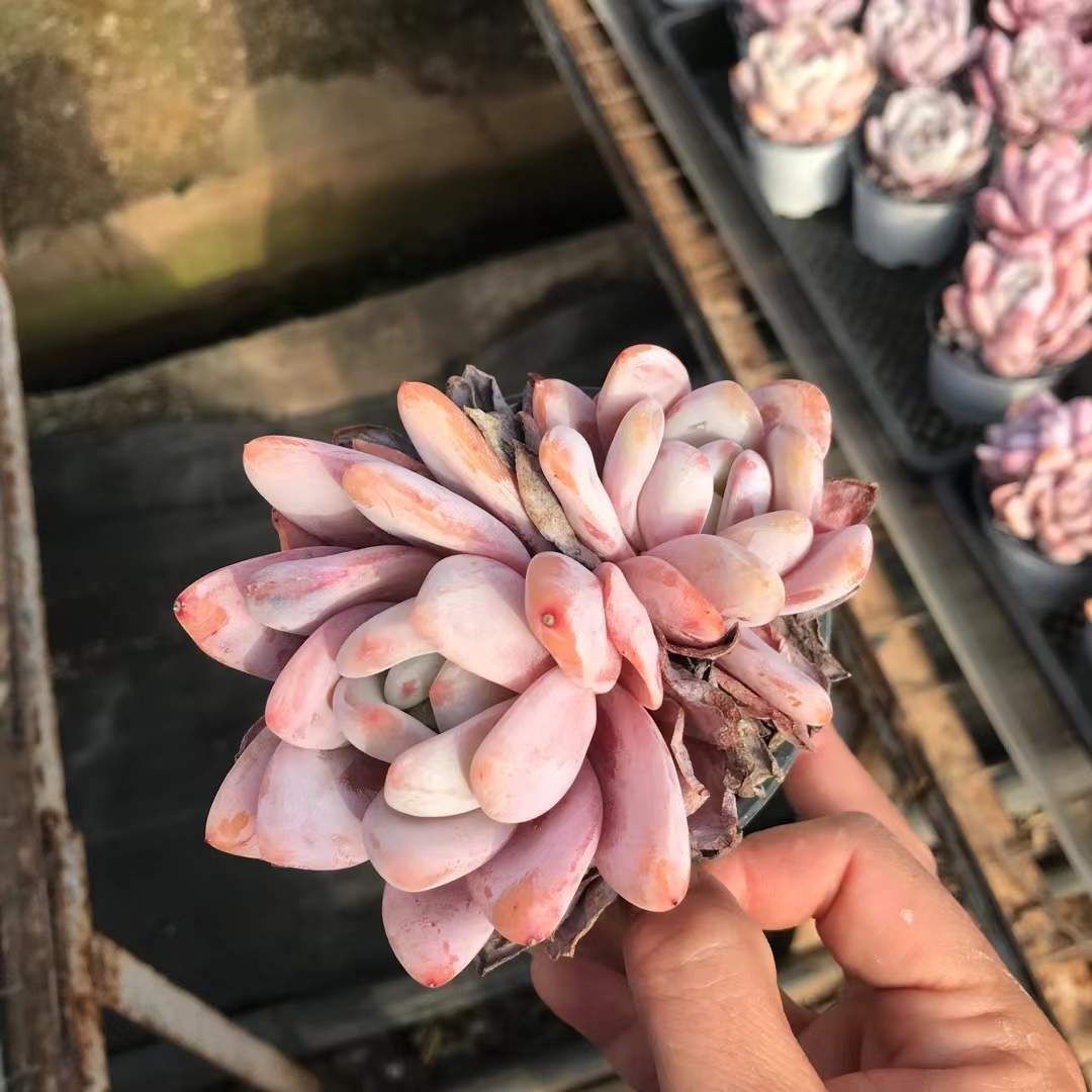 発売中 ドリームスノー 18株セット 抜き苗 美苗 エケベリア 多肉植物