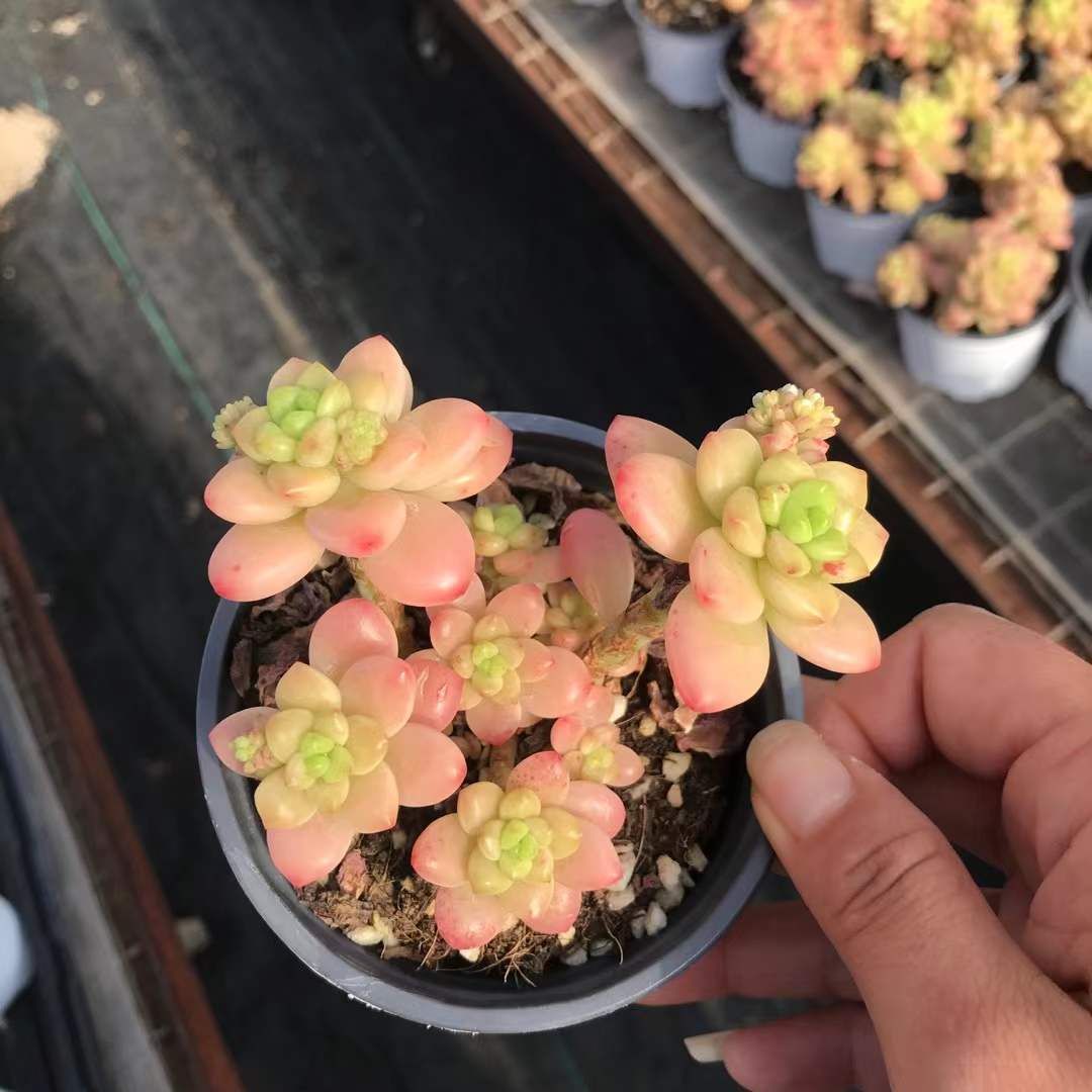 発売中 シャングリラ 18株セット 抜き苗 美苗 エケベリア 多肉植物