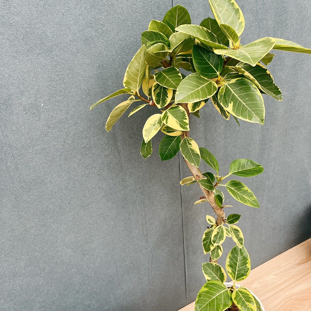 観葉植物 ［現品］11番 フィカス アルテシマ 8号 観葉植物 室内 大型