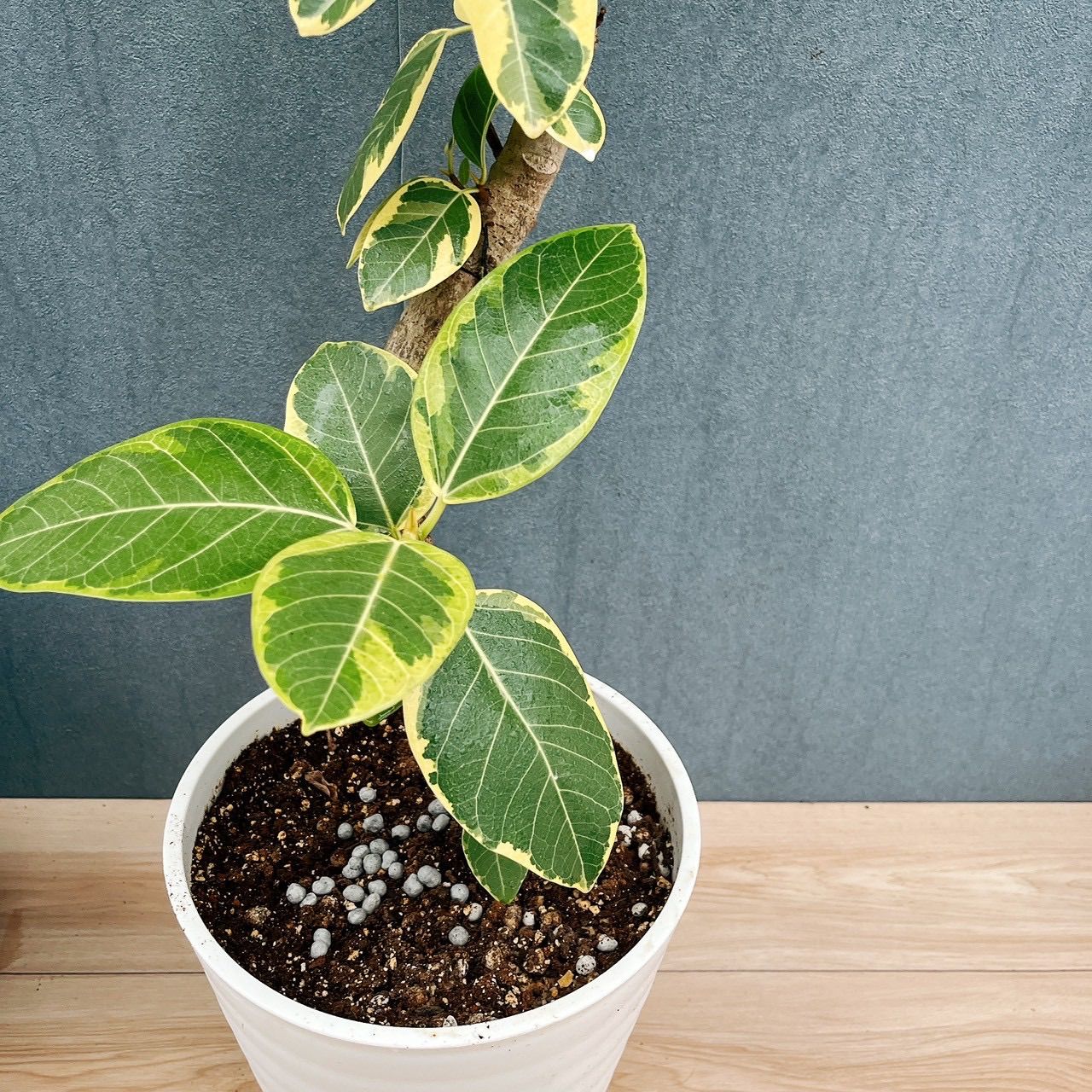現品］11番 フィカス アルテシマ 8号 観葉植物 室内 大型 ゴムの木 