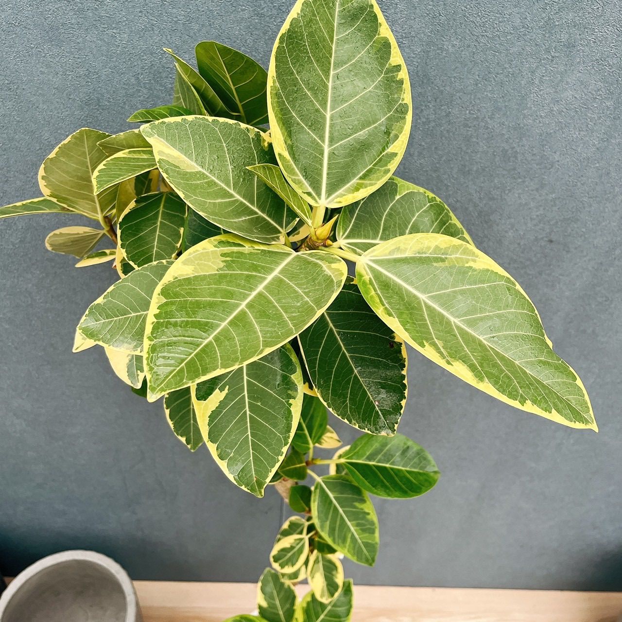 観葉植物 ［現品］11番 フィカス アルテシマ 8号 観葉植物 室内 大型
