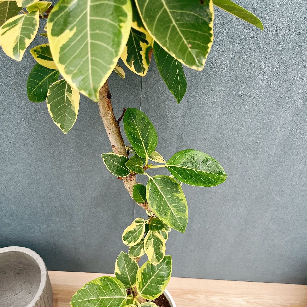観葉植物 ［現品］11番 フィカス アルテシマ 8号 観葉植物 室内 大型